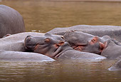 AFW 01 TL0009 01
Two Hippopotamus Calves Resting Against Adult In Water