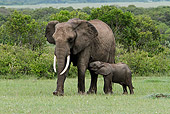 AFW 04 DB0016 01
African Elephant Mother Standing In Savanna With Calf