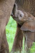 AFW 04 MC0015 01
Portrait Of African Elephant Calf Nursing Kenya