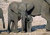 AFW 04 MH0053 01
Young African Elephants Standing In Savanna