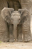 AFW 04 WF0001 01
African Elephant Calf Between Legs Of Mother
