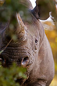 AFW 05 DB0002 01
Head Shot Of Black Rhinoceros In Africa