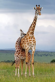 AFW 09 DB0013 01
Masai Giraffe Young Standing Under Adult In Savanna