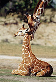 AFW 09 GR0002 01
Reticulated Giraffe Nuzzling Calf In Grassland
