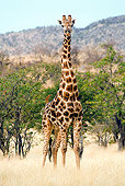 AFW 09 JZ0006 01
Portrait Of Namibian Giraffe Standing In Savanna