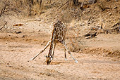 AFW 09 JZ0007 01
Namibian Giraffe Drinking From Watering Hole In Savanna