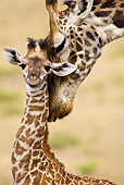 AFW 09 MC0002 01
Portrait Of Mother Masai Giraffe Nuzzling Young Kenya