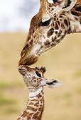 AFW 09 MC0011 01
Portrait Of Masai Giraffe Mother And Young Nuzzling Kenya