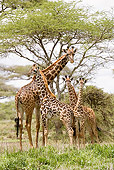 AFW 09 MC0013 01
Group Of Young And Adult Masai Giraffes In Savanna Kenya
