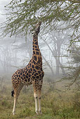 AFW 09 MC0014 01
Rothschild Giraffe Male Eating Acacia Branches In Fog Kenya