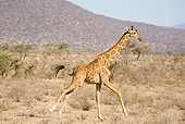 AFW 09 MC0015 01
Reticulated Giraffe Running Across Savanna Kenya