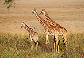 AFW 09 TL0005 01
Two Masai Giraffe Adults With Young Standing In Grass Africa