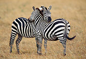AFW 10 MC0008 01
Two Burchell's Zebra Stallions Looking Out In Savanna Kenya