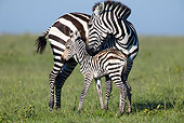 AFW 10 WF0001 01
Burchell's Zebra Mare Nuzzling Newborn In Grassland