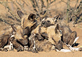 AFW 14 MH0013 01
African Wild Dog Pups Sleeping In Pile In Savanna