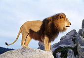 AFW 17 RK0052 05
Profile Shot Of Male Lion Standing On Rocks