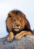 AFW 17 RK0055 01
Head Shot Of Lion Laying On Rock