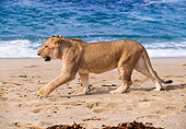 AFW 17 RK0002 03
Female Lion Walking On Beach Side View