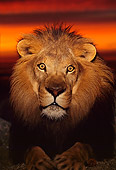 AFW 17 RK0078 08
Head On View Of Male Lion Laying On Sand Studio