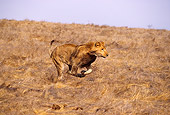 AFW 17 RK0108 05
Young Male Lion Running On Dry Grass Hill