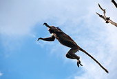 AFW 28 MH0007 01
Zanzibar Red Colobus Leaping From Branch To Branch In Jungle