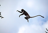 AFW 28 MH0008 01
Zanzibar Red Colobus Leaping From Branch To Branch In Jungle