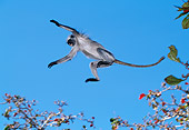 AFW 28 MH0009 01
Zanzibar Red Colobus Leaping From Branch To Branch In Jungle
