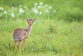 AFW 31 MC0001 01
Gunther's Dik-Dik Male Standing On Grass Kenya