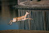 AFW 31 RK0044 01
Profile Shot Of Antelope Jumping By Water