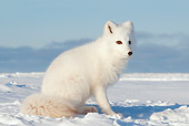 ARC 01 SK0003 01
Arctic Fox Sitting On Snow