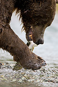 BEA 01 MC0006 01
Portrait Of Brown Bear Eating Salmon During Fall Salmon Run