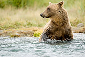 BEA 01 MC0008 01
Brown Bear In Water During Fall Salmon Run