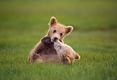 BEA 01 NE0030 01
Alaskan Brown Bear Cubs Playing In Field Alaska