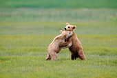 BEA 01 NE0031 01
Alaskan Brown Bear Cubs Playing In Field Alaska