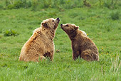 BEA 02 WF0003 01
European Brown Bear Mother And Cub Sitting In Meadow