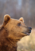 BEA 03 DB0003 01
Profile Head Shot Of Grizzly Bear