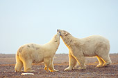 BEA 06 SK0162 01
Two Polar Bears Kissing On Tundra
