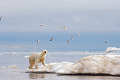 BEA 06 SK0168 01
Polar Bear Walking On Sea Ice Flock Of Birds Flying Above