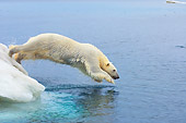 BEA 06 SK0208 01
Polar Bear Jumping Off Sea Ice Into Ocean