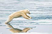BEA 06 SK0250 01
Polar Bear Leaping On Sea Ice