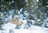 BEA 06 KH0013 01
Polar Bear Mother And Cub Laying On Snow In Forest