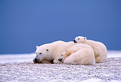 BEA 06 NE0003 01
Polar Bear Mother With Two Cubs Huddling On Snow Hudson Bay Canada