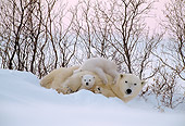 BEA 06 NE0005 01
Polar Bear Mother With Two Cubs Huddling On Snow Canada