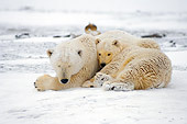 BEA 06 SK0038 01
Polar Bear Mother And Cub Huddling Arctic National Wildlife Refuge Alaska