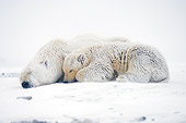 BEA 06 SK0039 01
Polar Bear Mother And Cub Huddling Arctic National Wildlife Refuge Alaska