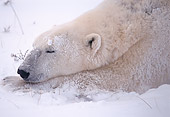 BEA 06 TL0004 01
Close Up Of Polar Bear Sleeping