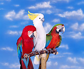 BRD 01 RK0006 06
Green-Winged And Hybrid Macaws And Cockatoo On Bird Stand