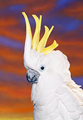 BRD 01 RK0034 06
Head Shot Of Triton Cockatoo Sunset Background