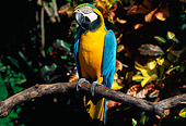 BRD 01 LS0011 01
Blue And Gold Macaw Perching On Branch