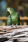 BRD 01 RK0171 71
Two Parrots Green Sitting On Branch